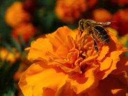 Marigold Flowers and bee