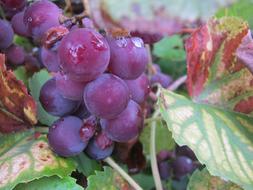 Vines Wine Grapes