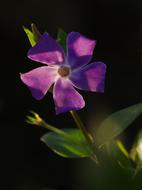 violet Pervenche Flower on a dark background