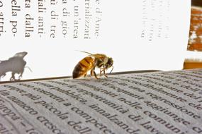 Bee Book