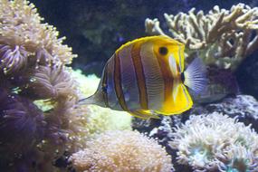 Fish Stripy Water