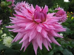 Close-up of the beautiful, blooming, large pink dahlia flowers, among the other colorful plants