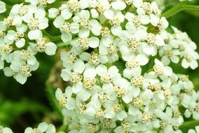 Flowers Fields White