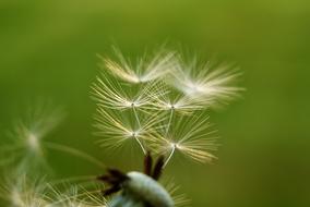 macro photo of dandelion fluff