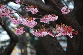 Sakura Japan pink Blossom
