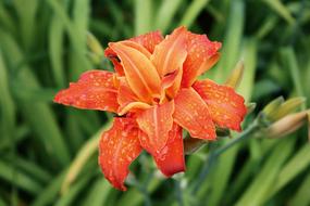 closeup view of raindrops on bright orange lily