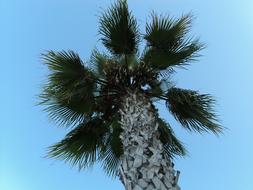 Palm Tree leaves against blue sky