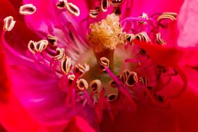 pink flower in detail close up