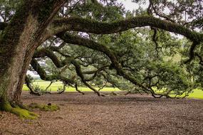 Virginia Live Oak Southern