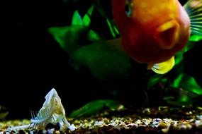 Fish Tank Orange