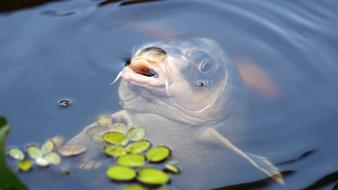 Carp Koi Fish in pond