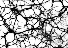 neurons brain cells brain structure