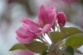 wondrous Flower Pink