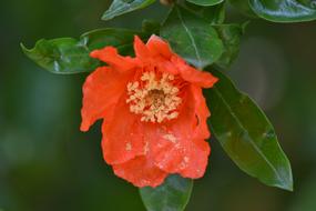 Pomegranate Flower close-up on blurred background
