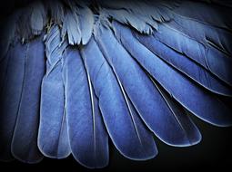 Feathers Wing