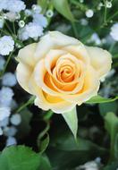 yellow Rose and tiny white flowers