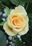 Close-up of the beautiful, blossoming, yellow and orange rose flower, among the green leaves