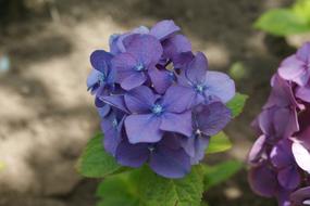 Hortensia Flower blue violet