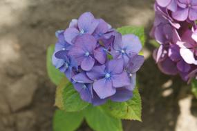 closeup view of blue Hortensia Flower