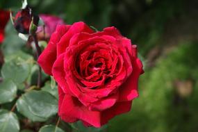 bud of a red velvet rose in the garden, close-up