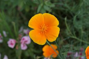 Flower Garden orange green