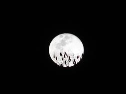 Moon Full Twigs