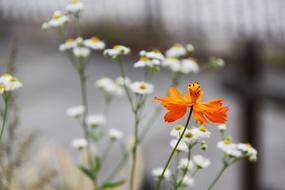 Orange Flower in front of White ones
