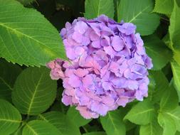 Close-up of the beautiful, purple and pink hydrangea flowers, with the green leaves