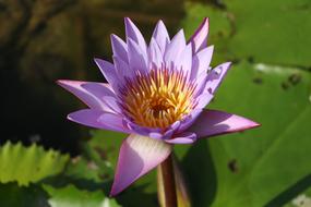 Lotus Water