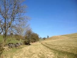 Field Track Tree