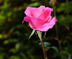 pink Rose Blossom Bloom at garden