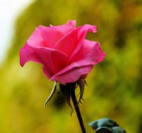 blooming pink rose on a green background