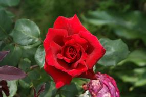 Rosa Flower Red romantic