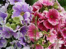 Flowers Purple Pink