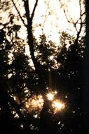 forest Trees at Sundown