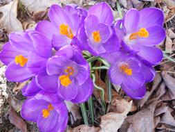 wondrous Crocus Flower Purple