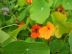 Nasturtium Garden flowers