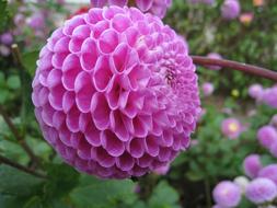 pink ponpon dahlias, close-up