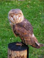 Barn Owl Predator These