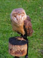 Barn Owl Predator