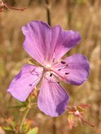 purple wildflower close up on blurred background