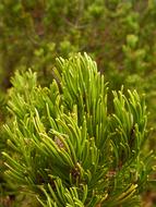 Pine Needles Branch macro