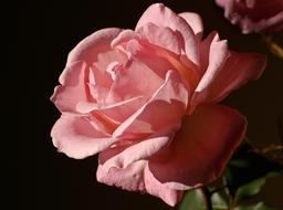 Rose dark pink