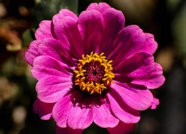 Close-up of the beautiful, pink flower with yellow and purple core in Australia