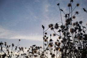 Flowers Meadow Shading