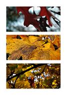Trees Foliage
