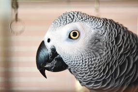 Parrot Eye beak