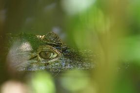 Crocodile Green macro blur