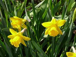 Close-up of the beautiful, blooming, yellow daffodils, among the green leaves, in light