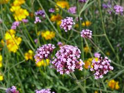 blooming purple verbena